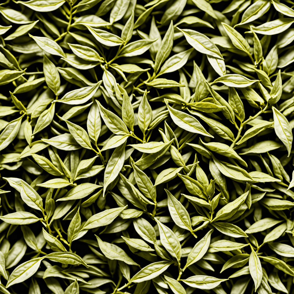 White Tea: A Treat for Your Taste Buds